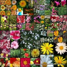 20 x Cottage Garden Plants 5 Types Random Mixed Pack Shrubs Potted Flowering Colour Groundcover Flowers Border Pots