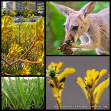 Kangaroo Paw Gold 1 Plants Native Shrubs Anigozanthos flavidus Kangaroo Paw Gold 1 Plants Native Shrubs Anigozanthos flavidus