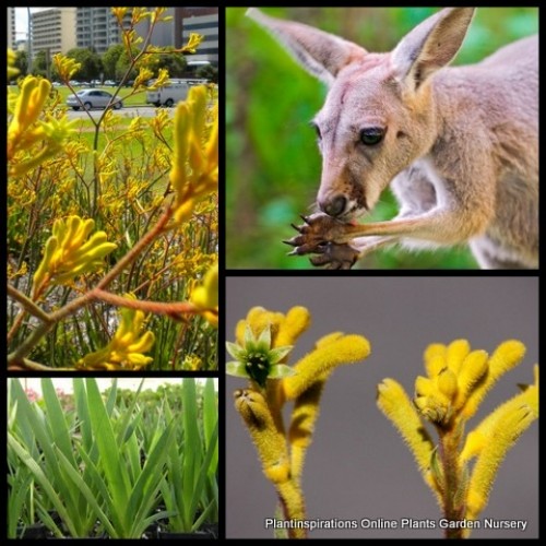 Kangaroo Paw Gold 1 Plants Native Shrubs Anigozanthos flavidus Kangaroo Paw Gold 1 Plants Native Shrubs Anigozanthos flavidus