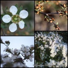Leptospermum Silky Tea Tree 1 Plants Native Shrubs myrsinoides