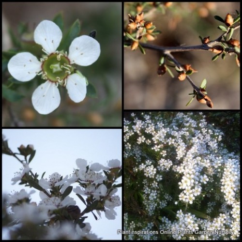 Leptospermum Silky Tea Tree 1 Plants Native Shrubs myrsinoides