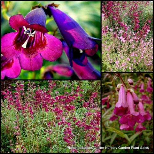 Penstemon Blackbird 1 Plants Pink Purple Flowers Beard Tongue