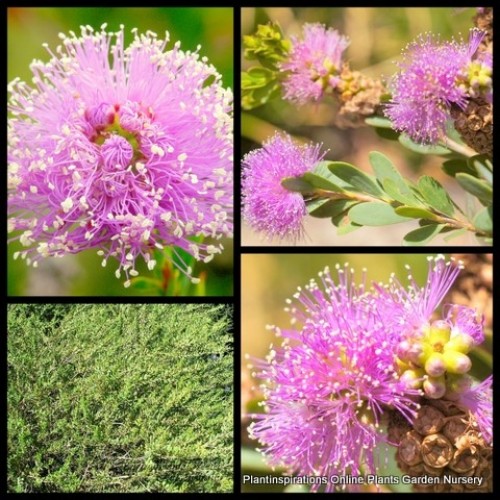 Melaleuca Showy Honey Myrtle x 1 Plants Pink/Purple Native Shrubs Trees Flowering Flowers Hardy Hedging Screening Drought Resistant nesophila