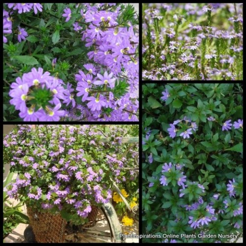 Scaevola Mauve Clusters x 1 Plant Fairy Fan Flower Australian Native Groundcover Purple Flowering Rockery Cottage Garden Pots Hardy Drought aemula