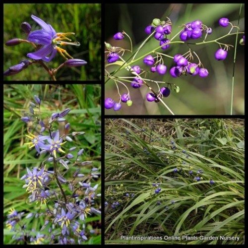 Dianella Blue Flax Lily x 1 Plant Native Grass Paroo Hardy Flowering Grasses Border Rockery Cottage Garden caerulea