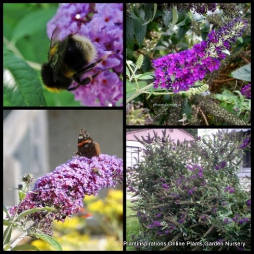 Buddleia Joan x 1 Butterfly Bush Summer Lilac Scented Shrubs Plants Bush Mauve Flowers Bird Attracting Cottage Garden Hedge Rockery Hardy Tough davidii