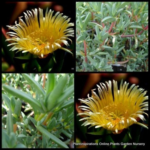 Pigface Golden Sun x 1 Hardy Succulent flowering Groundcover Plants lampranthus glaucus Hanging Basket Rockery Pots Succulents Drought Frost