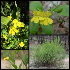 Hop Goodenia ovata x 1 Plants Yellow Flowering Native Shrubs Screening Hedging Shade