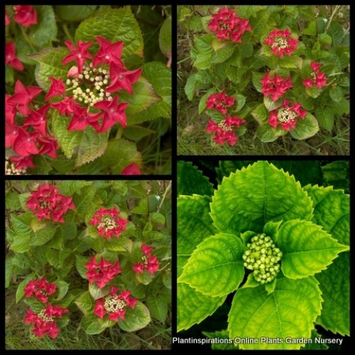 Hydrangea Rotschwanz x 1 Plant Lacecap Red Purple Flowering Shade Shrubs Plants Bush Cottage Garden Deciduous Hardy Frost Tough macrophylla