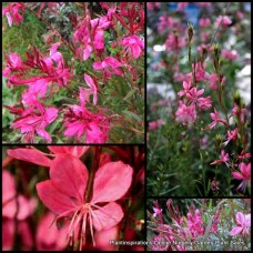 Gaura Belleza Dark Pink x 1 Plants Butterfly Bush Hardy Fast Cottage Garden Pretty Flowering Shrubs Flowers Rockery Border lindheimeri