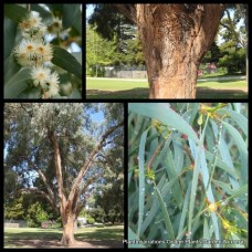 Eucalyptus Narrow Leaved Peppermint Gum 1 Plants Native Trees nicholii