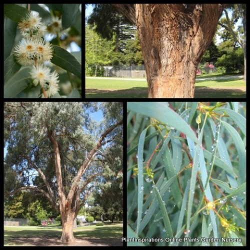 Eucalyptus Narrow Leaved Peppermint Gum 1 Plants Native Trees nicholii Eucalyptus Narrow Leaved Peppermint Gum 1 Plants Native Trees nicholii