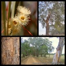 Eucalyptus Yellow Box Gum x 1 Plants Native Trees Cream Flowering Bird Attracting Honey Firewood Evergreen Gums melliodora Hardy Drought Frost Tough