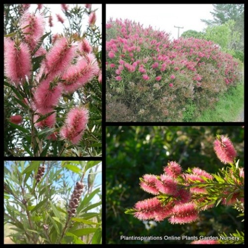 Bottlebrush Injune x 1 Plant Pink Weeping Hardy Flowering Hardy Native Plants Trees Shrubs Hedge In June Callistemon quercinus