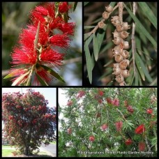 Bottlebrush Weeping Red x 1 Plants Flowering Scarlet Crimson Native Hardy Bottle Brush Shrubs Trees Bird Attracting Callistemon viminalis