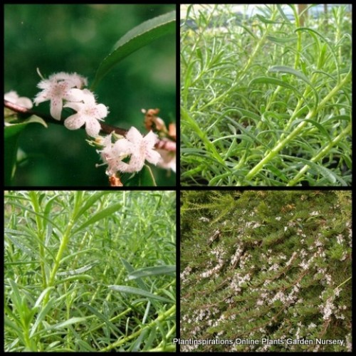 Myoporum Fine Leaf Pink 1 Plants Groundcover parvifolium Myoporum Fine Leaf Pink 1 Plants Groundcover parvifolium