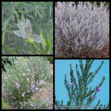 Eremophila Hybrid Silver x 1 Plant Emu Bush Australian Native Shrubs Plants Rockery Cottage Garden Flowering Hardy Drought Frost maculata x viscida