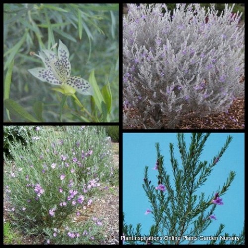 Eremophila Hybrid Silver x 1 Plants Emu Bush Australian Native Shrubs Plants Rockery Cottage Garden Flowering Hardy Drought Frost maculata x viscida