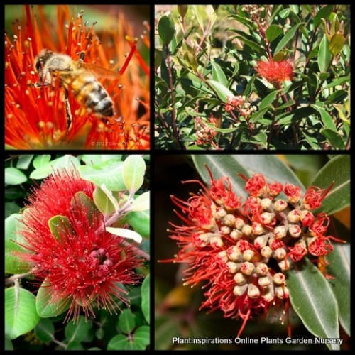 Metrosideros Tahiti x 1 Dwarf Plants Shrubs Red flowering Christmas bush Hedge Evergreen collina Hardy Drought Salt resistant