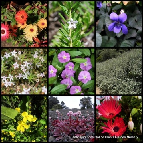 Groundcover Mixed x 10 Random Plants Pack Flowering Cottage Garden Hanging Basket Hardy Low Growing Ground Cover