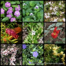 Groundcover Mixed Pack x 20 Plants 5 Types Random Hardy Spreading Flowering Ground Cover Cascading Rockery Border Shrubs