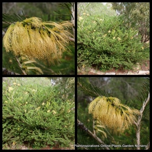 Bottlebrush One Sided Yellow flowering  x 1 Plants Hardy Native Shrubs Bush Hedging Calothamnus quadrifidus aurea flowers Drought Garden Screening Hedge