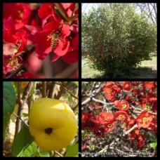 Japanese Quince x 1 Winter Cheer Orange/Scarlet/Red flowering shrubs plants Chaenomeles japonica speciosa Deciduous Cottage garden flowers.