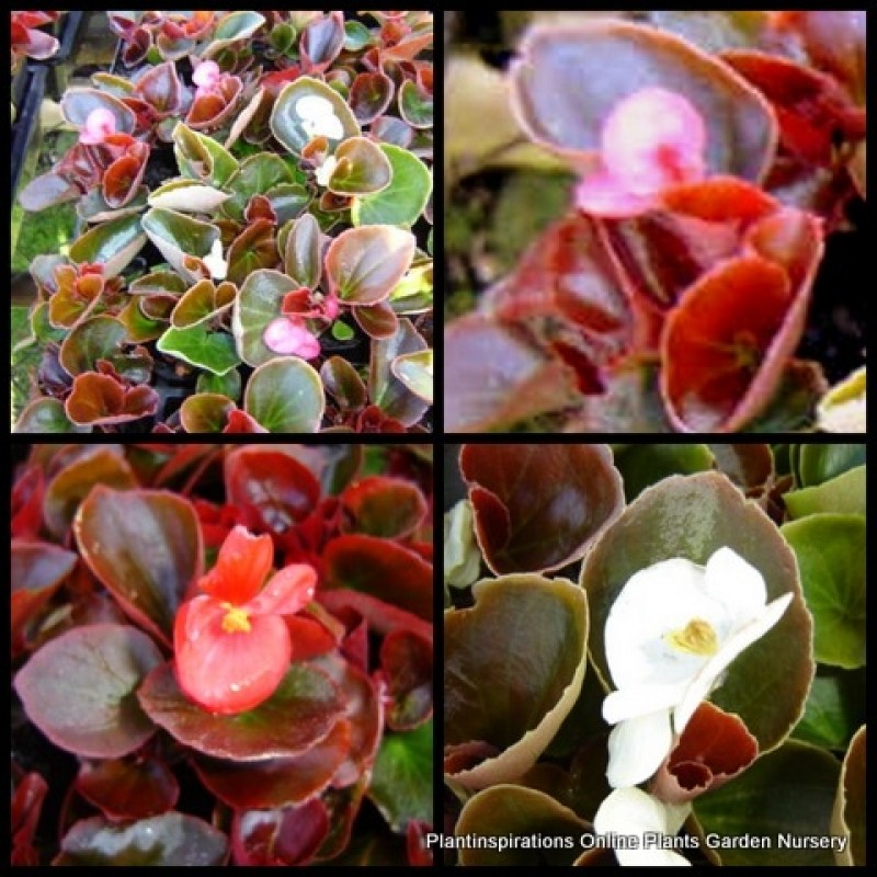 Begonia X 1 Mixed Flowering Succulents Plants Hardy Patio Balcony