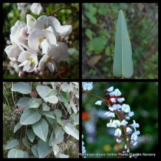 Hardenbergia White x 1 Happy Wanderer Flowering Coral Pea Bush Groundcover Hardy Native Plants Vine Climbering Shrubs violacea alba