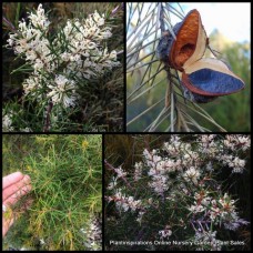 Hakea Silky 1 Plants Needlebush Native Flowering Shrubs sericea