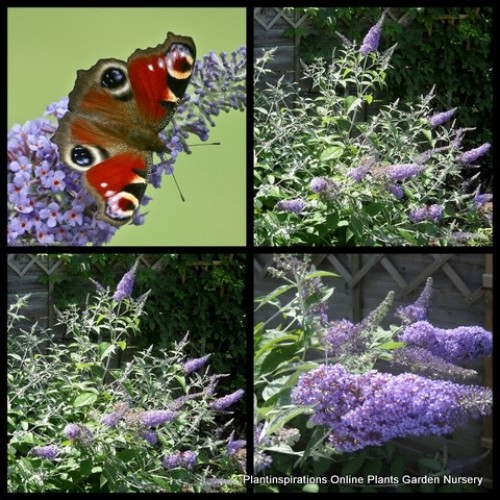 Buddleia Lochinch x 1 Plant Butterfly Bush Cottage Garden Mauve Flowering Hedging Deciduous Hardy Buddleja davidi fallowiana