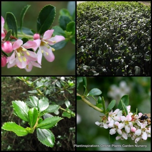 Escallonia Apple Blossom  x 1 Plants Soft Pink White Flowering Shrub Evergreen Cottage Garden Hedge Topiary langleyensis