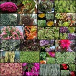 15 Succulent Plants 7 Types in Pots Hardy flowering plants.Succulents for border, container, rockery, patio, Ground cover or cottage garden