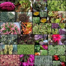 Succulents Mixed x 15 Plants Pack 7 Types In Pots Hardy Flowering Border Container Rockery Groundcover Cottage Garden Bonbonniere Hanging Basket