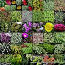 Succulent Plants x 100 in Pots 10 Types Hardy Bonbonniere Wedding Favors Succulents Flowering  Shrubs Hanging basket ground cover Gardens