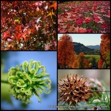 Crepe Myrtle Pink x 1 Plants Hardy Flowering Small Trees Deciduous Autumn Foliage Crapemyrtle Crepemyrtle lagerstroemia biloxi