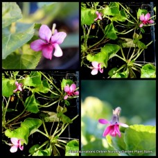 Sweet Violet Rosina x 1 Plants Pink Flowering Shade Groundcover Scented Flowers Border Hanging Basket Patio Fernery Pot Viola odorata