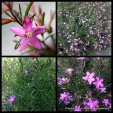 Crowea Pink Waxflower x 1 Plants Hardy Native Flowers Bird Attracting Cottager Garden exalata
