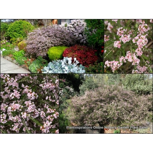 Rock Thryptomene FC Payne x 1 Plant Profuse Pink Flowering Hardy Native Shrubs Hedge Hedging Garden Plants saxicola