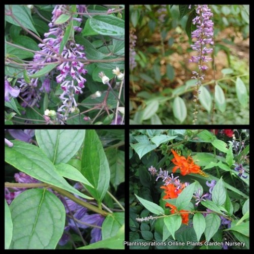 Buddleia Pink Delight x 1 Plant Butterfly Bush Hardy Flowering Shrubs Small Trees Screening Hedging Hedge Cottage Garden Plants Buddleja davidii