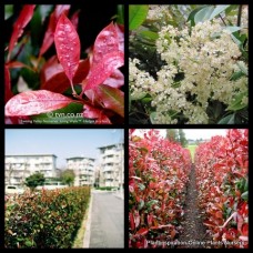 Photinia Red Robin 1 Plants Hedge Screen White Flowers fraseri