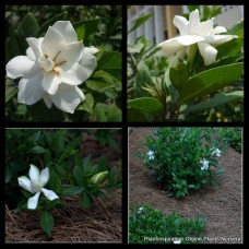 Gardenia radicans jasminoides x 1 Shade Plants Dwarf Scented White Flowering Groundcover Creeping Patio Balcony Hanging Basket