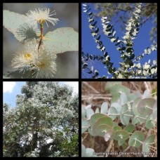 Eucalyptus Silver Dollar x 1 Plants Gum Trees Argyle Apple Koala attacting Aromatic Hardy Native Flowering cinerea Foliagee Pot