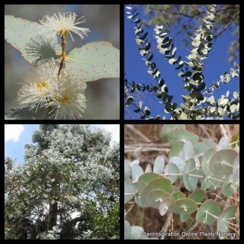 Eucalyptus Silver Dollar x 1 Plants Gum Trees Argyle Apple Koala Attacting Aromatic Hardy Native Flowering Foliage Pot cinerea