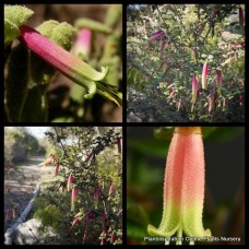 Correa reflexa Tall x 1 Plants Native Fuchsia Hardy Shrubs Hardy Coastal Hedging Rockery Pink Red Flowering
