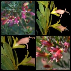 Eremophila Fairy Floss x 1 Plant Emu Bush Native Shrubs Pink Flowers Hedging Bird Attracting Very Hardy Plants racemosa x maculata