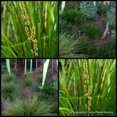 Lomandra Little Pal x 1 Plants Native confertifolia Grasses Flowers