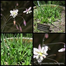Pale Vanilla Lily 1 Plants Grasses Arthropodium milleflorum