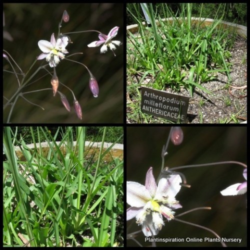 Pale Vanilla Lily 1 Plants Grasses Arthropodium milleflorum