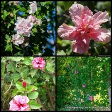 Double Pale Pink Hibiscus x 1 Rose of Sharon Deciduous Plants Shrubs Trumpet Flowering syriacus Althea Cottage Garden Shrubs